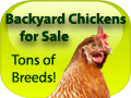 Backyard Chickens for Sale