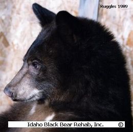 Rehabilitation program for orphaned bear cubs - Idaho & surrounding states