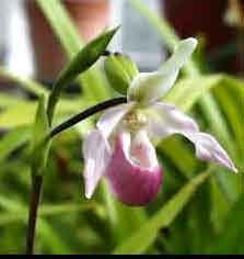 Natural health treatments and products