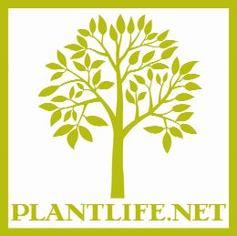 Plantlife Natural Care Products - Aromatherapy Soap, Essential Oil, Bath Salt, Massage Oil and more