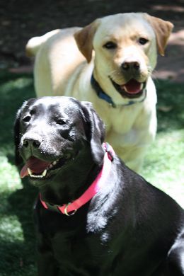 Bed & Breakfast in-home Dog Boarding for Labs Bed & Breakfast in-home Dog Boarding for Labs
