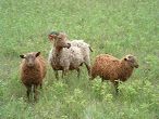 Three Roods Farm