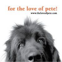 Healthy alternatives for your pet and a pet friendly home
