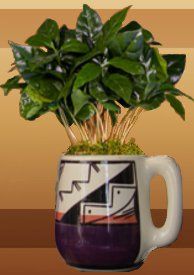Native American Coffee shop Doing Organic Fair Trade coffee since for ever